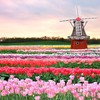 Увидеть тюльпановые поля в Голландии