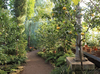 Прогулка по тропической или субтропической оранжереи Ботанического сада Петра Великого