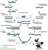 PROC Antibody