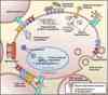 PROS1 Antibody
