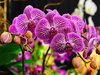 Орхидея яркого цвета