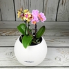 Мини-орхидея для флорариума