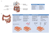 CYP3A7 Antibody
