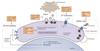 CCR5 Antibody