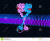 peptide small molecule conjugation