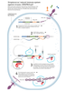 Estriol Antibody
