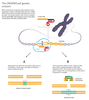 Folate Antibody