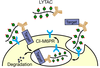 Glucagon Antibody