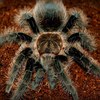 Паучок Brachypelma albopilosum + террариум