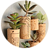 Cork succulent magnets