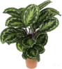 Calathea