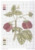 DMC Herbarium Framboisier