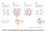 HIV p24 Antibody