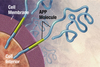 MKI67 Antibody