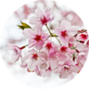 Любоваться цветением сакуры