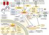 CaM Antibody