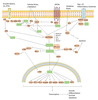 CALR Antibody