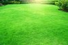 Green grass lawn