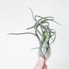 Tillandsia caput medusae Тиландсия капут медуза