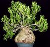 Hydnophytum PAPUANUM (Хиднофитум)
