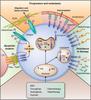 OXT Antibody