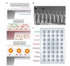 NGF Antibody