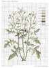 DMC Herbarium Roquette