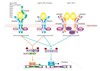 KRT15 Antibody