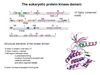 TP63 Antibody