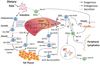 rabies virus Antibody