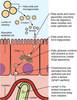 Gly Antibody