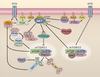 Serotonin Antibody