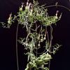 Ceropegia simoneae (Церопегия симона)