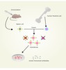 Desipramine Antibody