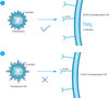 c4 Antibody