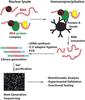 DNTT Antibody