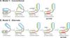 CCNB1 Antibody