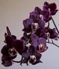 черные орхидеи