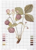 DMC Herbarium Fraisier