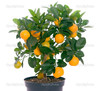 Апельсиновое/лимонное дерево