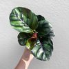 Калатея Фасциата (Calathea Fasciata)