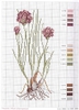 DMC Herbarium Ciboulette