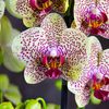 Большая орхидея в горшке