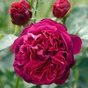 Саженец розы сорта Falstaff