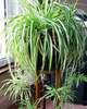 Хлорофитум хохлатый (Chlorophytum comosum)