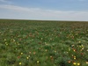 тюльпановые поля в сезон