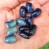 Blue Shackamaxon Bean seeds