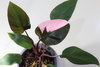 филодендрон с розовыми листьями