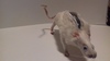 Крысиный пенал