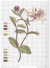DMC Herbarium Chevrefeuille